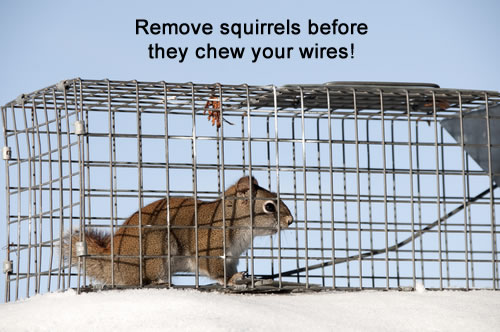 Squirrels and Wires