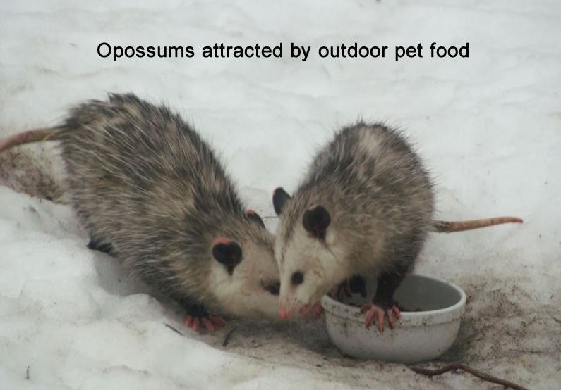 Opossums